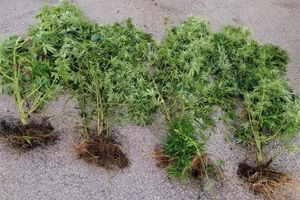 Bračka policija uočila, zaplijenila, iščupala i izmjerila tri stabljike marihuane