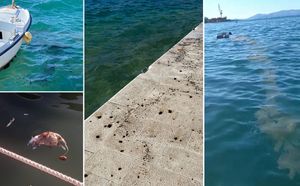 ODVRATNE SCENE Nakon "čišćenja", mazut na brodovima, rivama - Kaštelanskim zaljevom plutaju štakori