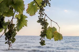 Vinogradarstvu, stočarstvu i navodnjavanju tri milijuna kuna potpore za 4 jadranske županije