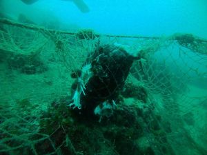 Iz mora se vadi mreža u koju se zaplela šibenska želva - Evo kome se obratiti ako naiđete na ilegalne ribarske alate