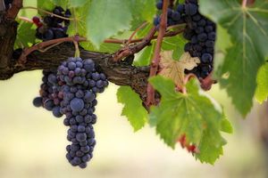 Vinogradari u Zadarskoj županiji - Vino će vjerojatno poskupjeti
