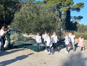 Djeca na Mljetu tradicionalno u berbi maslina