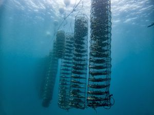 PREHRANA I KLIMATSKE PROMJENE Bolje je jesti kamenice od mesa
