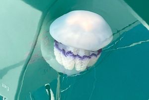 U Kaštelima se pojavile meduze kakve su istarskim ribarima stvarale velike probleme