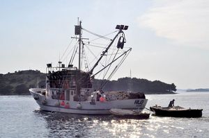 Pravilnik na e-savjetovanju: Umjesto 100, plivarice smiju loviti do 120 tona po plovilu