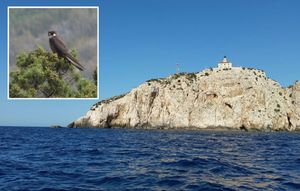 Sušac i Eleonorini sokolovi