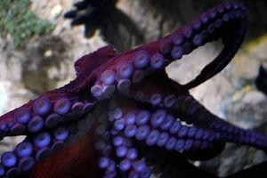 Otrov australske hobotnice mogao bi biti ključan u borbi protiv melanoma