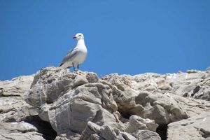 Lastovo i sredozemni galebovi