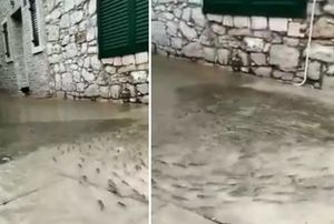 VIDEO Tko kaže da nema ribe u Jadranu? Plivaju dalmatinskim kaletama!