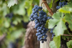 Ključ uspjeha peljeških vinara je povratak tradicionalnoj proizvodnji i prirodnim metodama uzgoja vinove loze