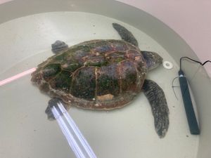 Kolumbo, spašena glavata želva, polako se oporavlja
