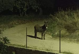 Zalutali magarac šeće Kaštelima