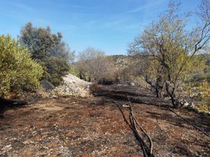 Bračaninu izgorjele masline