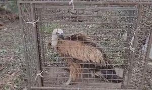 Iscrpljeni bjeloglavi sup sletio na Hvar