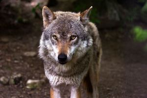 Gladni vukovi u šibenskom zaleđu - Mještani strahuju jer napadaju tik uz njihove kuće
