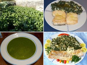 JEDNOSTAVNI DOMAĆI RECEPTI Blitva, čuvarica zdravlja