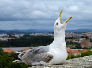 Utjecaj galebova klaukavaca na zdravlje ljudi