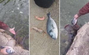 VIDEO Hobotnice drži kao kućne ljubimce: "Najviše vole orade i kozice!"