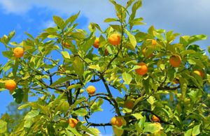 Glavni dio berbe mandarina u dolini Neretve je završio -  Troškovi enormno veliki