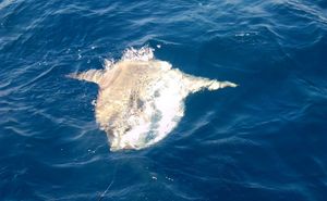 VIDEO Ribari iz Savudrije na 10 milja od obale naišli na divovsku ribu neobičnog izgleda