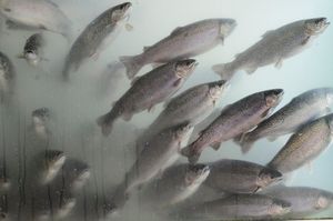 STANOVNIŠTVO STRAHUJE Velebitski kanal pretvara se u veliko ribogojilište kalifornijskih pastrvi