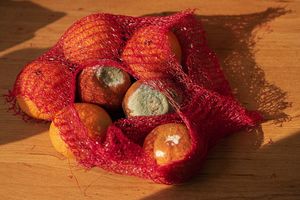 Voćna muha napada zrele mandarine u neretvanskoj dolini