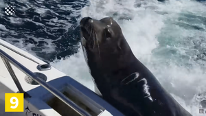 VIDEO: Bliski susreti sa živim svijetom oceana