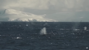 Kruzer naletio na rijedak prizor - okupljanje čak 1000 kitova!