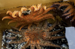 Kako bi ih proučili, znanstvenici uzgajaju morske zvijezde u laboratoriju