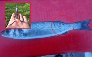 Do kad će se masakrirati riba na ušću rijeke Mirne?