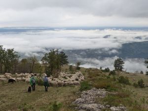 Kako očuvati suhe krške travnjake Učke i Ćićarije?