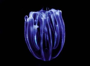 Pomoću aplikacije RebrashNET pošaljite dojavu o uočenim rebrašima i meduzama