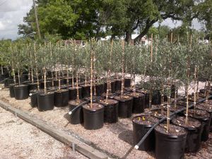 Evo na što treba paziti kod izbora sadnice masline