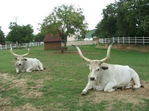 Boškarini - dobroćudni divovi - mogu težiti i 1.500 kilograma