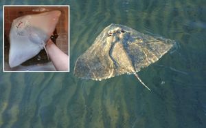 Sharklab ADRIA otkrio jednu od najugroženijih vrsta raža u Jadranu: "Neočekivano da je na ovoj dubini!"