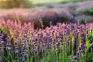 Lavanda, turistički simbol Hvara, suši se i propada