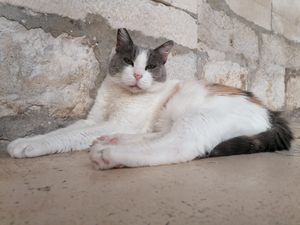 KNEGINJA ANASTAZIJA Oproštaj od najpoznatije dubrovačke mačke
