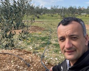 Berbu maslina obilježila tragedija, ali tada su odlučili - ulje će biti zlatno!