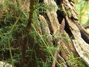 Uskoro Festival šparuga s fritajom od 1000 jaja, 30 kila šparuga i pancetom