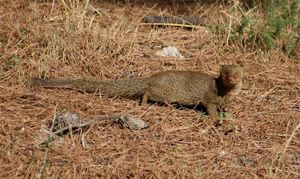 MUNGOSI NA ČIOVU Mali predatori napadaju perad, pernatu divljač i ne samo njih