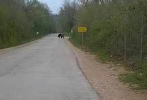 Kod Umaga viđen medvjed!
