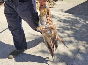 Borba s hobotnicom od 11,10 kg!
