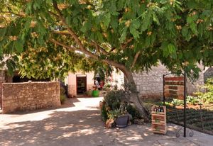 GURMANSKA FEŠTA U JELSI 4. Wine, olive & heritage festival 2023.