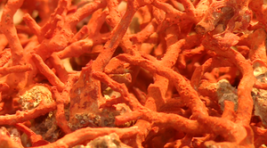 Višestoljetna tradicija ponovno bi trebala pokrenuti Zlarin