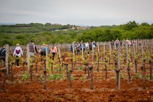 VIDEO Viva Vino wine&walk kroz vinograde Vižinade