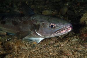 OSLIĆ Riblji rekorder po produktivnosti