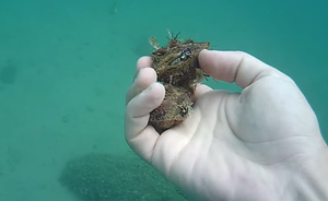 KUNJKA Školjka koju nalazimo duž cijele obale