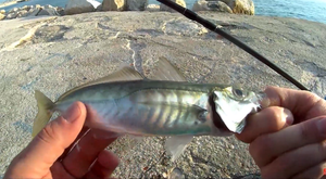 Šarun je najbrojniji na vanjskim, pučinskim stranama otoka na dubinama od 80 do 200 metara