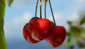 GASTRO FESTIVAL Dani črešanj va Lovrane