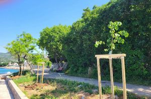 HRVATSKA PRIRODNO TVOJA Posađena stabla lipe u Klenovici